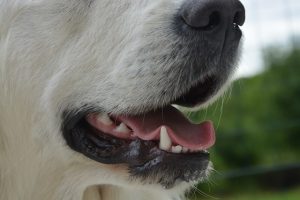 Dog teeth