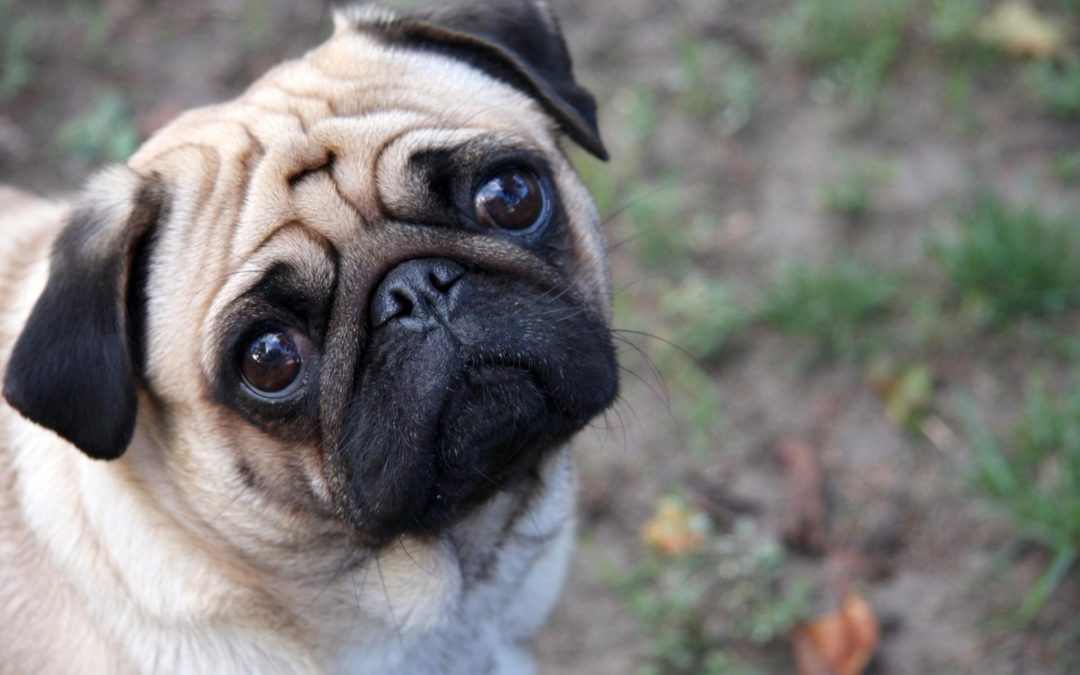 Can Your Dogs Eyes Pop Out? Find Out Why and How to Avoid This Emergency