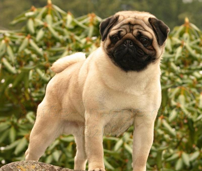 Looking for a Cuddle Master? Cuddle With A Pug!